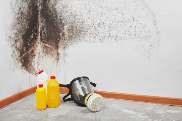Best Local Mold Removal Service  in Erwinville, LA