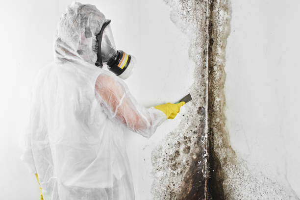Mold Removal Process in Erwinville, LA