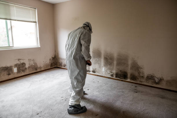 Certified Mold Removal in Erwinville, LA