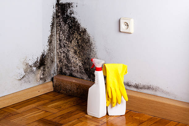 Mold Removal and Inspection in Erwinville, LA