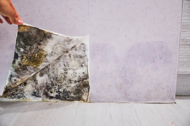 Best Mold Cleaning Services  in Erwinville, LA